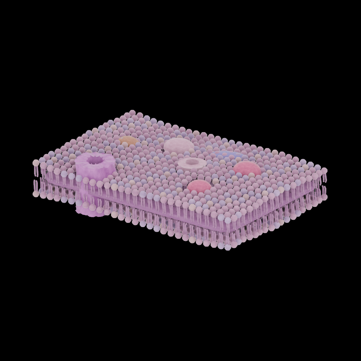 Cell membrane visualization